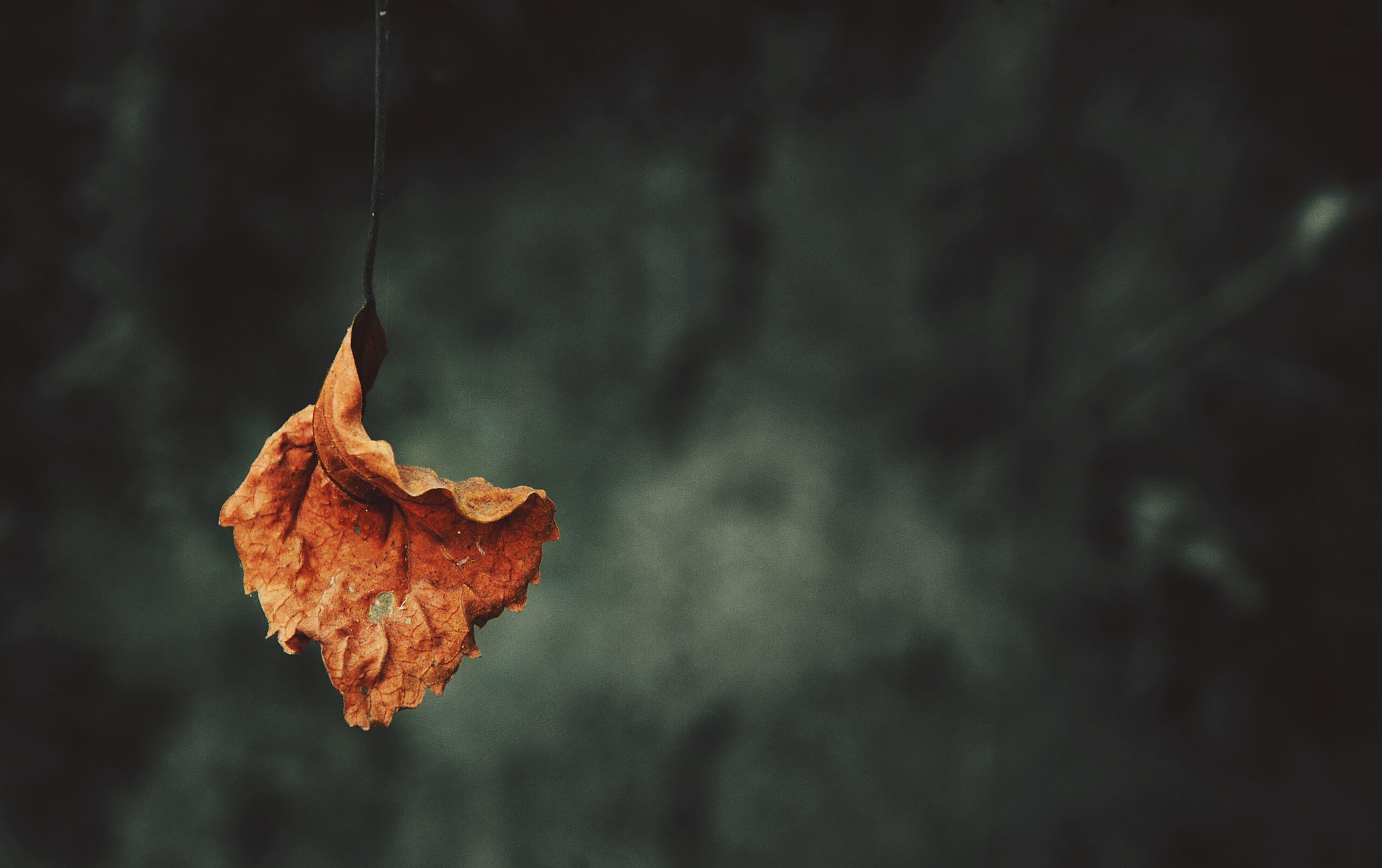 The Last Leaf