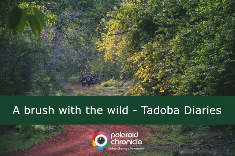 Read more about the article || A Brush with the Wild: Tadoba Diaries ||